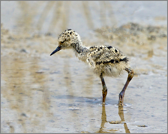 Black-winged Stilt Chick (Himantopus himantopus), Mallorca, May 2014