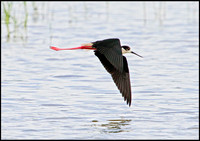 Black-winged Stilt, Mallorca, May 2010