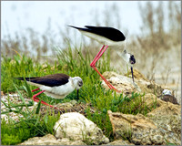 Black-winged Stilts (Himantopus himantopus), Mallorca, May 2014