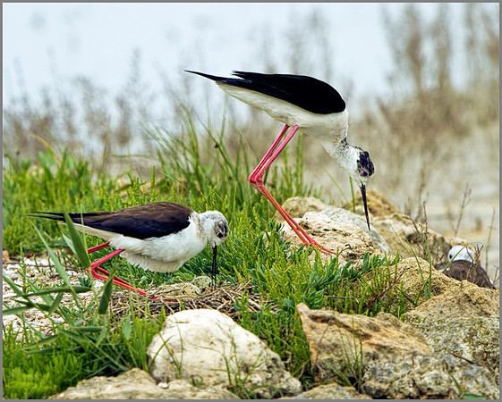 Black-winged Stilts (Himantopus himantopus), Mallorca, May 2014