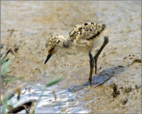Black-winged Stilt Chick (Himantopus himantopus), Mallorca, May 2014