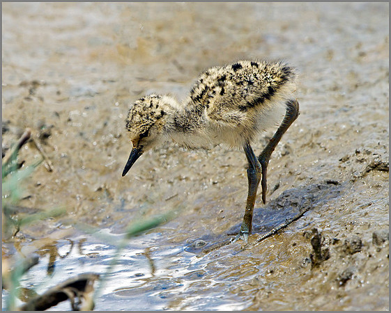 Black-winged Stilt Chick (Himantopus himantopus), Mallorca, May 2014