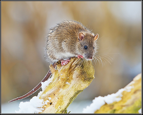 Brown Rat (Rattus norvegicus), Upton Warren Moors, 21 January 2013