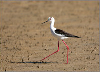Black-winged Stilt - Himantopus himantopus, Mallorca, May 2017