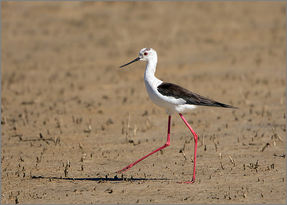 Black-winged Stilt - Himantopus himantopus, Mallorca, May 2017
