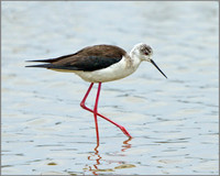 Female Black-winged Stilt (Himantopus himantopus), Mallorca, May 2014