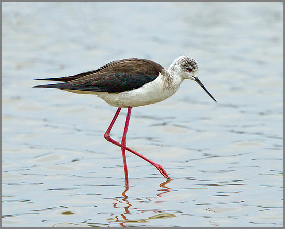 Female Black-winged Stilt (Himantopus himantopus), Mallorca, May 2014