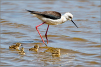 Black-winged Stilt (Himantopus himantopus), Mallorca, May 2016