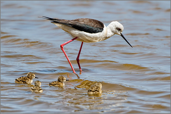 Black-winged Stilt (Himantopus himantopus), Mallorca, May 2016