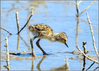 Black-winged Stilt Chick (Himanttopus himantopus), Mallorca.     May 2015
