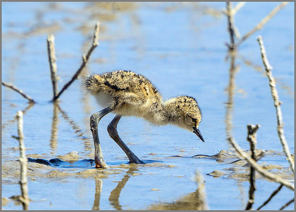 Black-winged Stilt Chick (Himanttopus himantopus), Mallorca.     May 2015