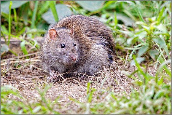 Brown Rat (Rattus norvegicus), Upton Warren NR, September 2016