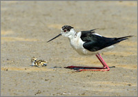 Male Black-winged Stilt (Himantopus himantopus) with Chick, Mallorca, May 2014