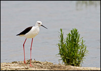 Black-winged Stilt, Mallorca, May 2010