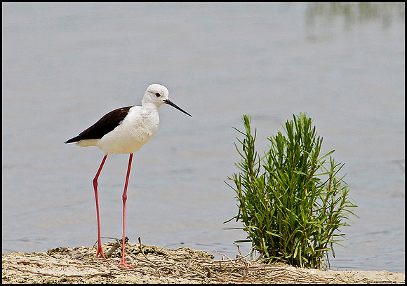 Black-winged Stilt, Mallorca, May 2010