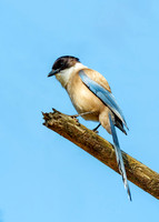 Azure-winged Magpie - Cyanopica cyanus, Algarve, Portugal, May 2018