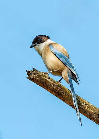 Azure-winged Magpie - Cyanopica cyanus, Algarve, Portugal, May 2018