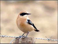 Black-eared Wheatear, Spain, May 2007