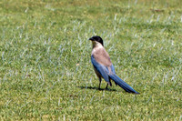 Azure-winged Magpie - Cyanopica cyanus, Algarve, Portugal, May 2019