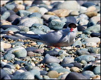 Arctic Tern, Anglesey, 20 July 2009