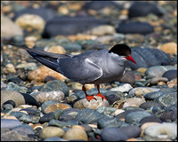 Arctic Tern, Anglesey, 20 July 2009