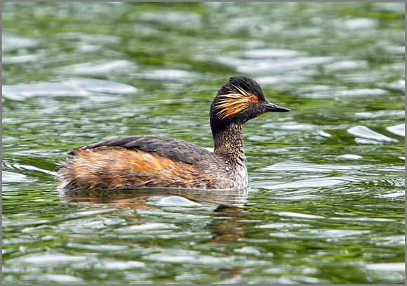 Black-necked Grebe, Bittell, 15 May 2011