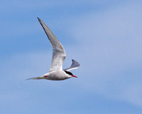 Arctic Tern, Anglesey, 20 July 2009