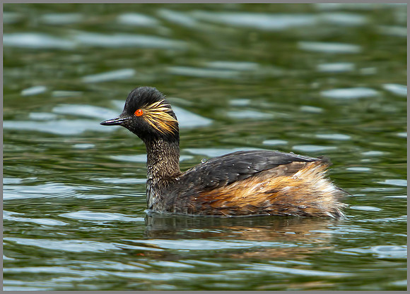 Black-necked Grebe, Bittell, 15 May 2011