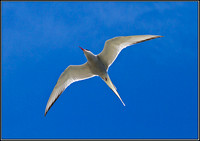 Arctic Tern, Anglesey, 06 July 2011