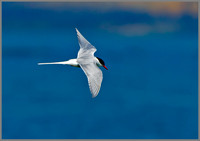 Arctic Tern (Sterna paradisaea), Anglesey, June 2013