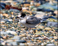 Arctic Tern, Anglesey, 20 July 2009