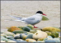 Arctic Tern, Anglesey, 08 July 2011