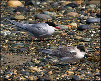 Arctic Terns, Anglesey, 20 July 2009