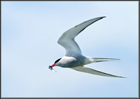 Arctic Tern, Anglesey, 06 July 2011