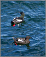 Black Guillemots, Anglesey, 10 May 2011