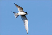 Juvenile Arctic Tern (Sterna paradisaea), Upton Warren NR, October 2016