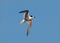 Juvenile Arctic Tern (Sterna paradisaea), Upton Warren NR, October 2016