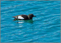 Black Guillemot (Cepphus grylle), Anglesey, June 2013
