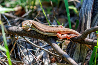 Algerian Sand Lizard - Psammodromus algirus, Alentejo Region, Portugal, May 2018