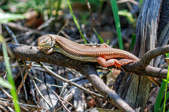 Algerian Sand Lizard - Psammodromus algirus, Alentejo Region, Portugal, May 2018