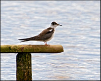 Black Tern, Upton Warren Moors, 27 August 2009