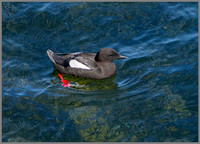 Black Guillemot, Anglesey, 10 May 2011
