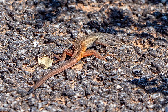 Algerian Sand Lizard - Psammodromus algirus, Algarve, Portugal, May 2019