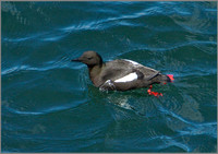 Black Guillemot, Anglesey, 10 May 2011