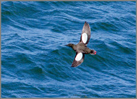 Black Guillemot, Anglesey, 10 May 2011
