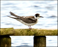 Black Tern, Upton Warren Moors, 27 August 2009