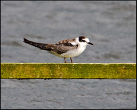 Black Tern, Upton Warren Moors, 28 August 2009
