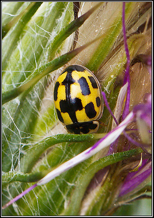 14 Spot Ladybird, Upton Warren Moors, 21 July  2011