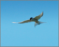 Arctic Tern (Sterna paradisaea), Anglesey, June 2013