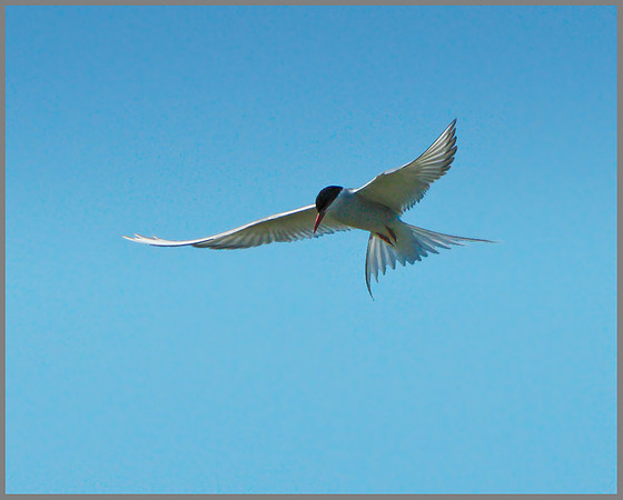 Arctic Tern (Sterna paradisaea), Anglesey, June 2013